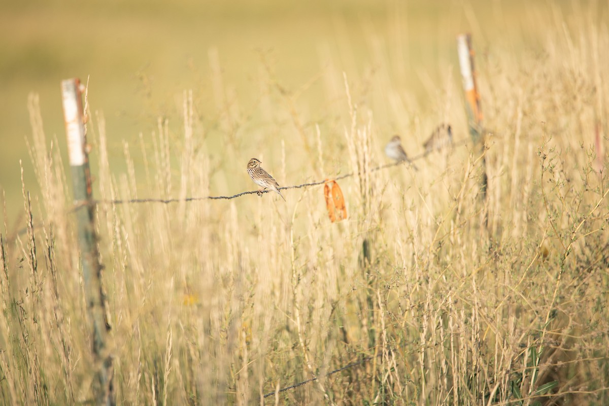 Savannah Sparrow - ML640717522