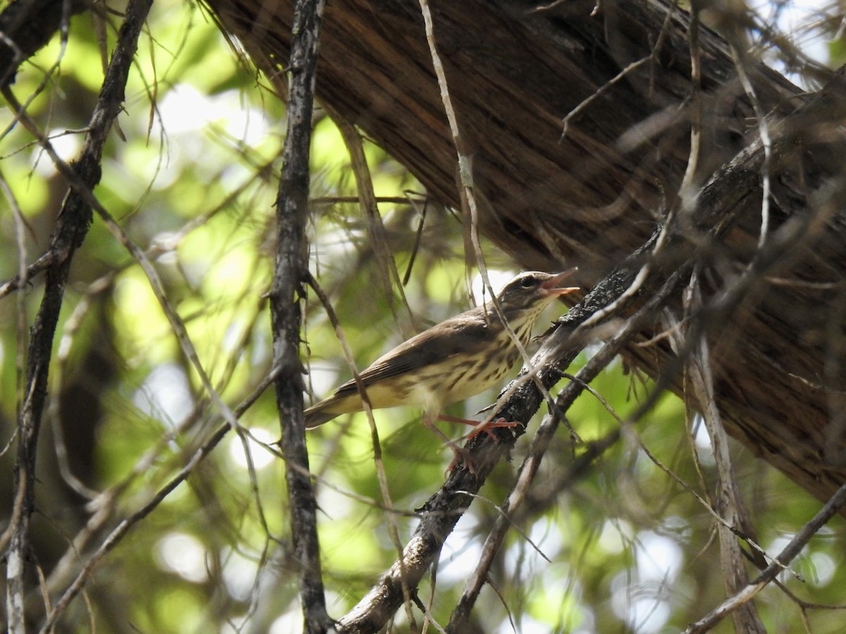 Louisiana Waterthrush - ML640717525