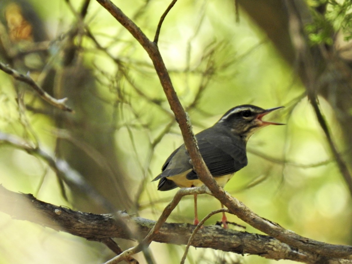 Louisiana Waterthrush - ML640717526