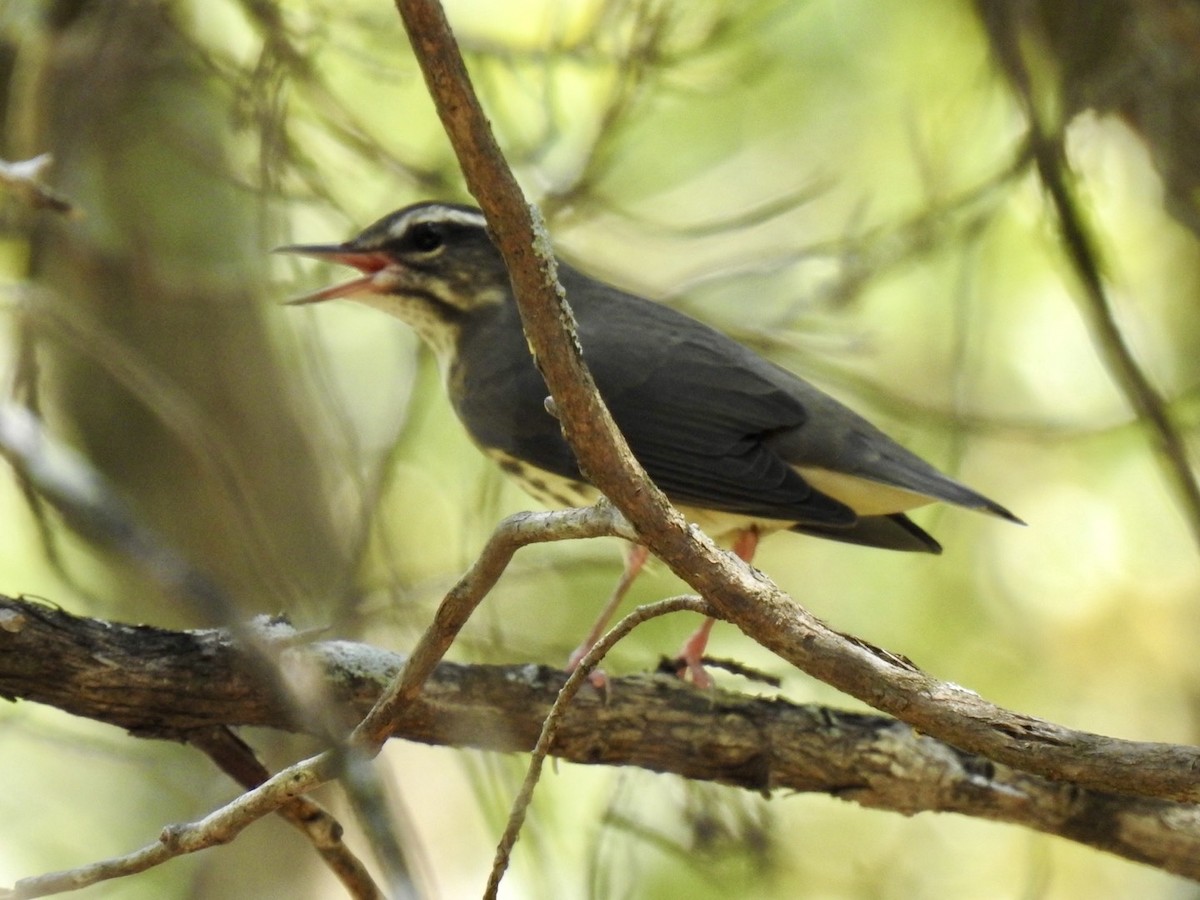 Louisiana Waterthrush - ML640717527