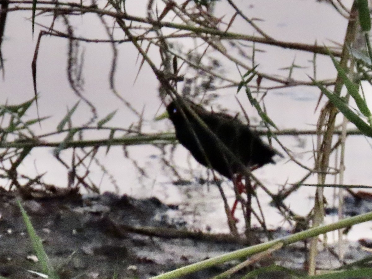 Black Crake - ML640717583