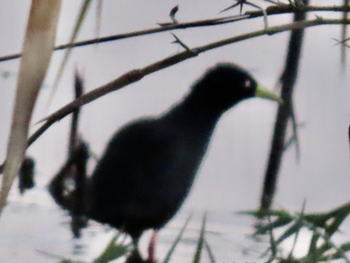 Black Crake - ML640717589