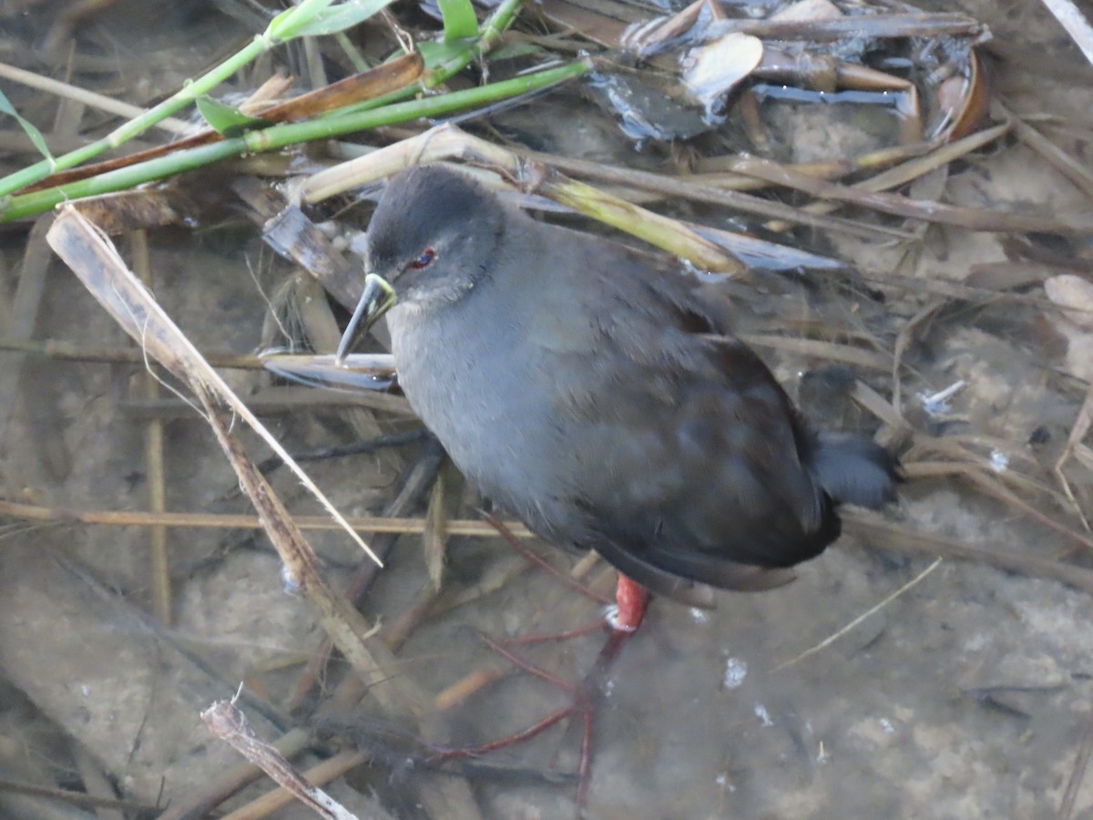 Black Crake - ML640717601