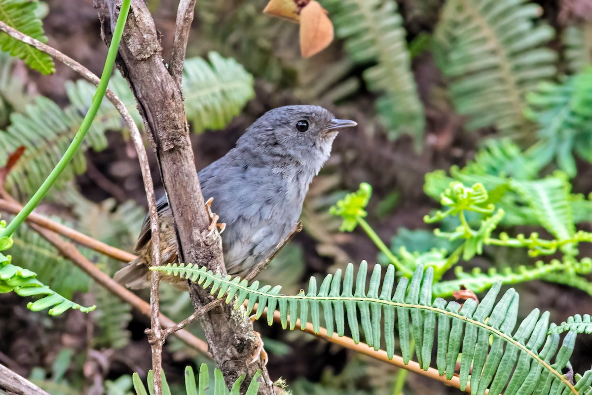 Rock Tapaculo - ML640717618