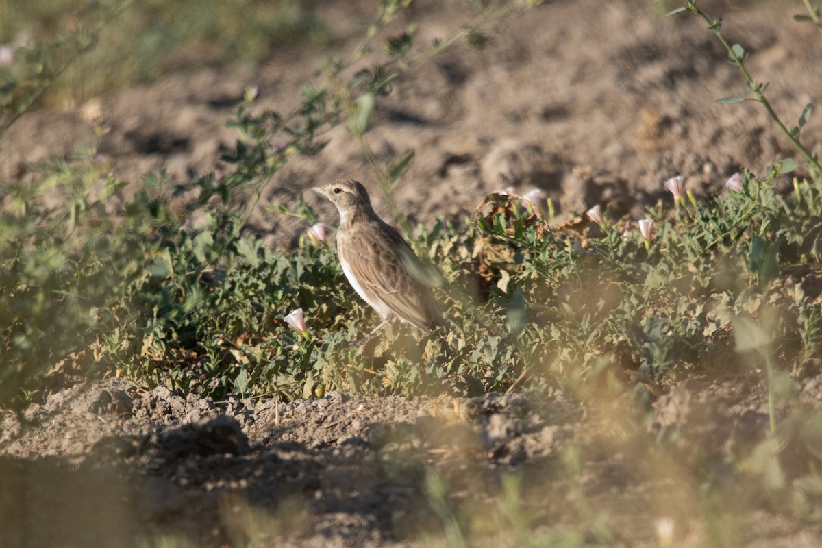 Horned Lark - ML640717621