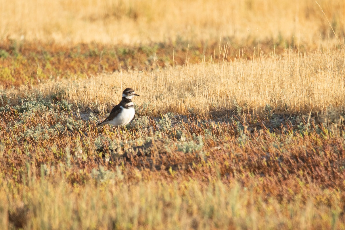 Killdeer - ML640717669