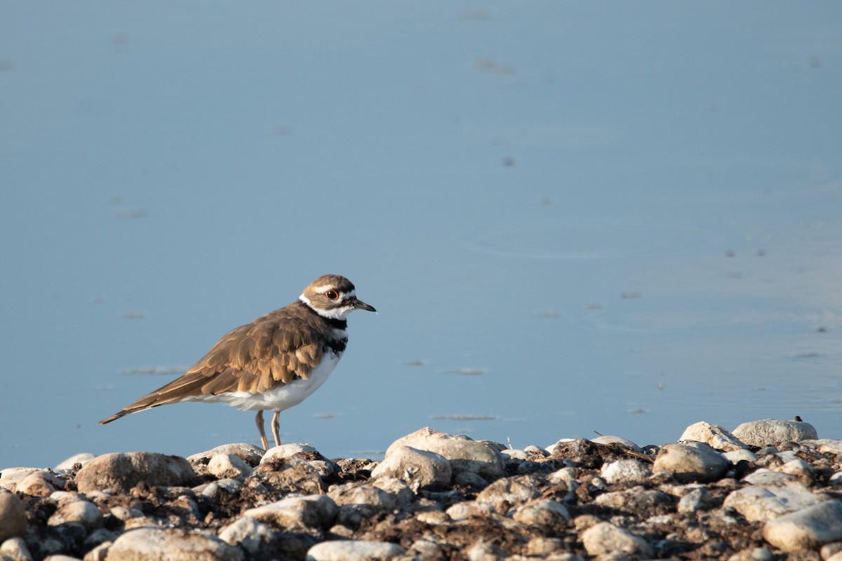 Killdeer - ML640717727