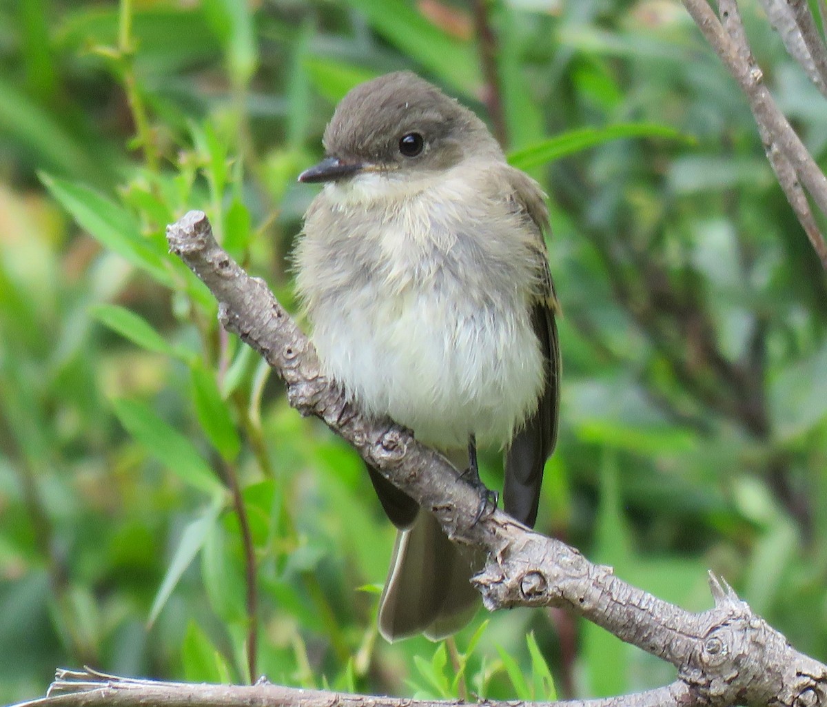 Eastern Phoebe - ML640717732