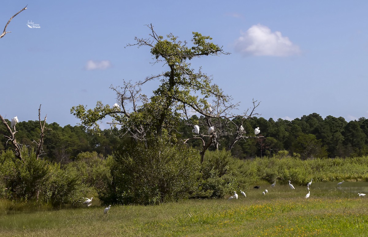 Glossy Ibis - ML640717753