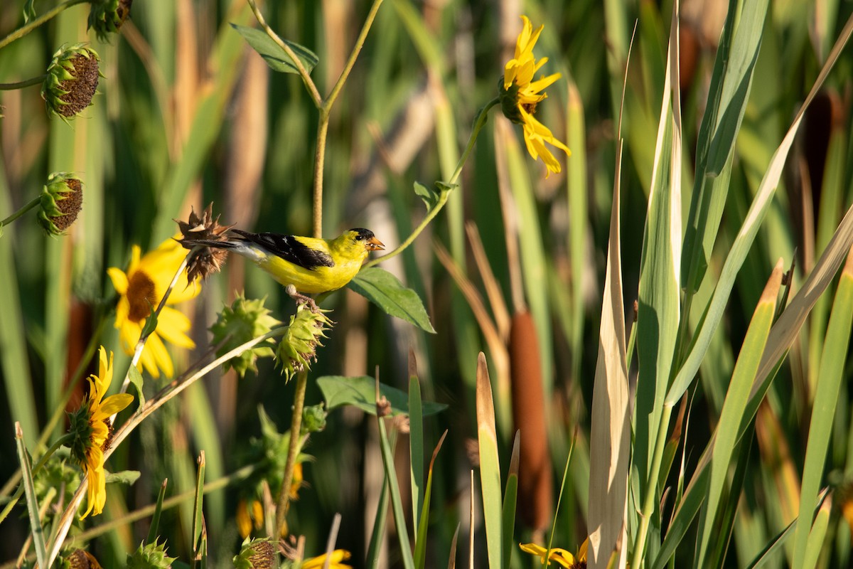 American Goldfinch - ML640717761