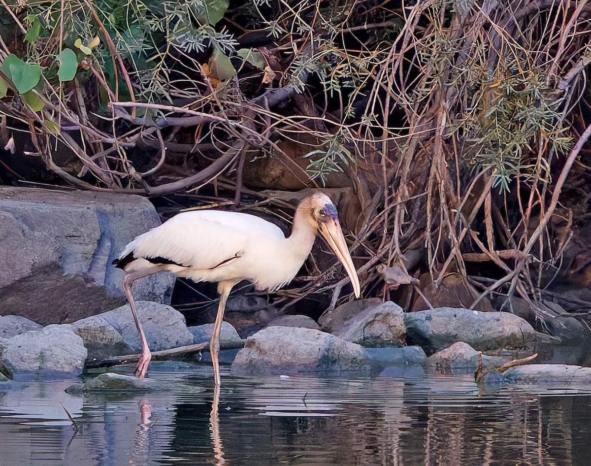 Wood Stork - ML640717801
