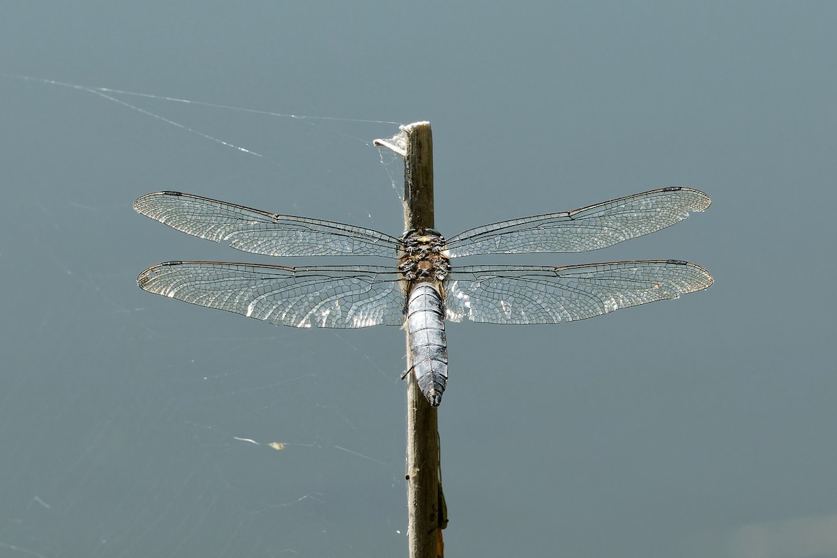 Black-tailed Skimmer - ML640717837