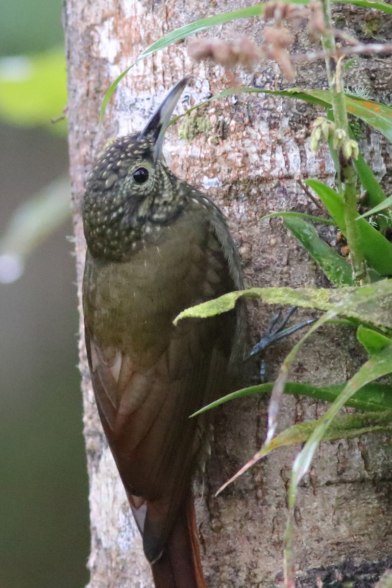 Olive-backed Woodcreeper - ML640717896