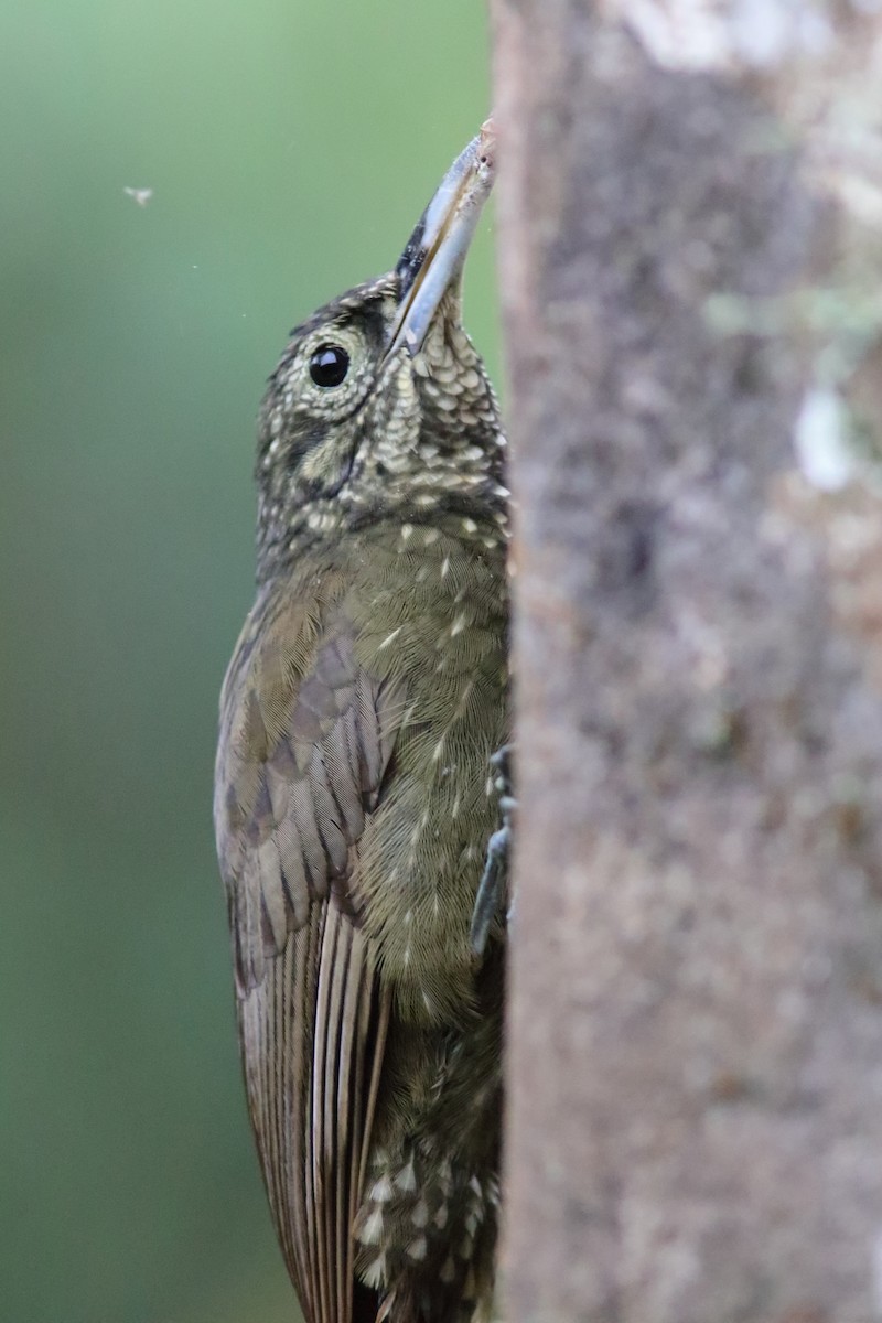 Olive-backed Woodcreeper - ML640717897