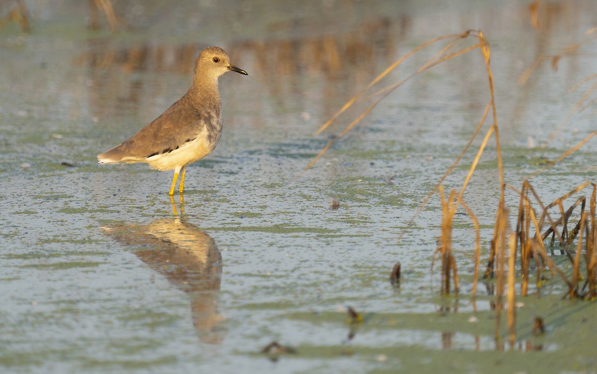 White-tailed Lapwing - ML640717934