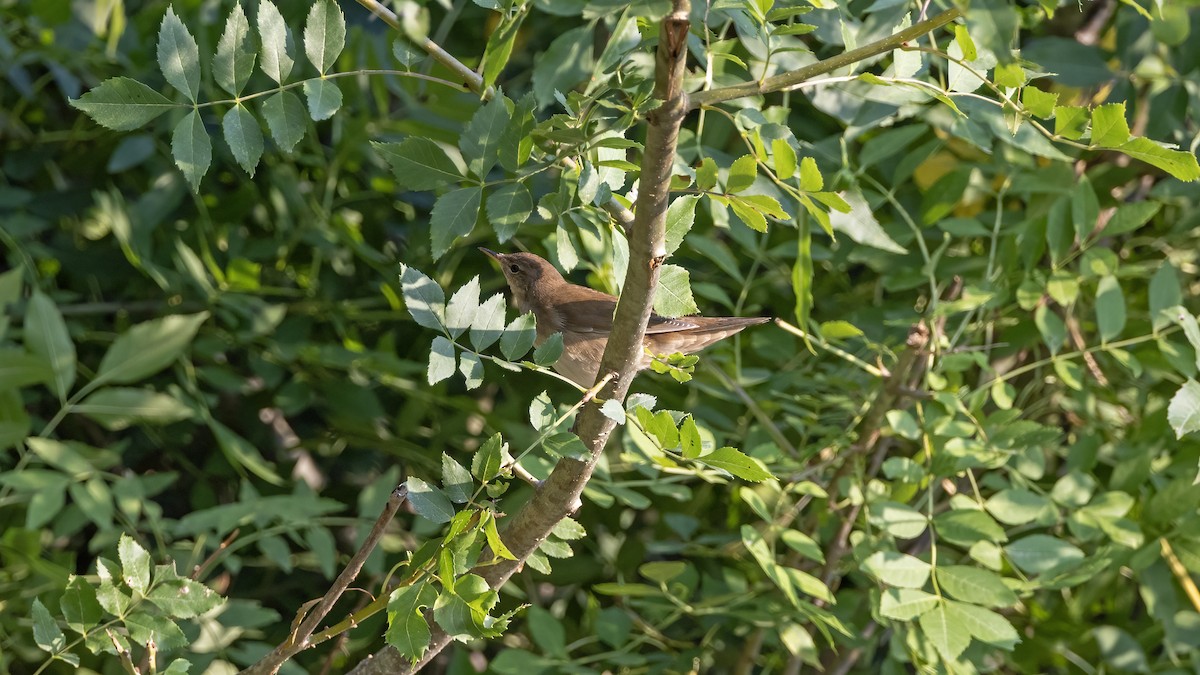 River Warbler - ML640717942