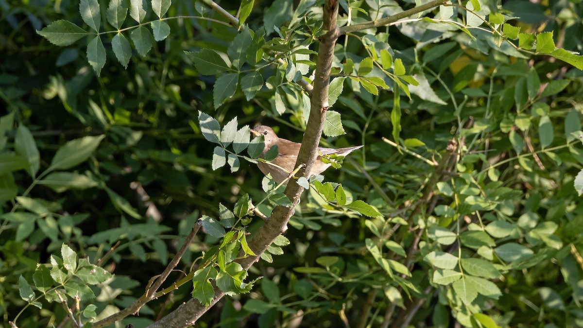 River Warbler - ML640717943