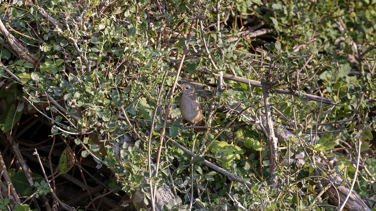 River Warbler - ML640717944
