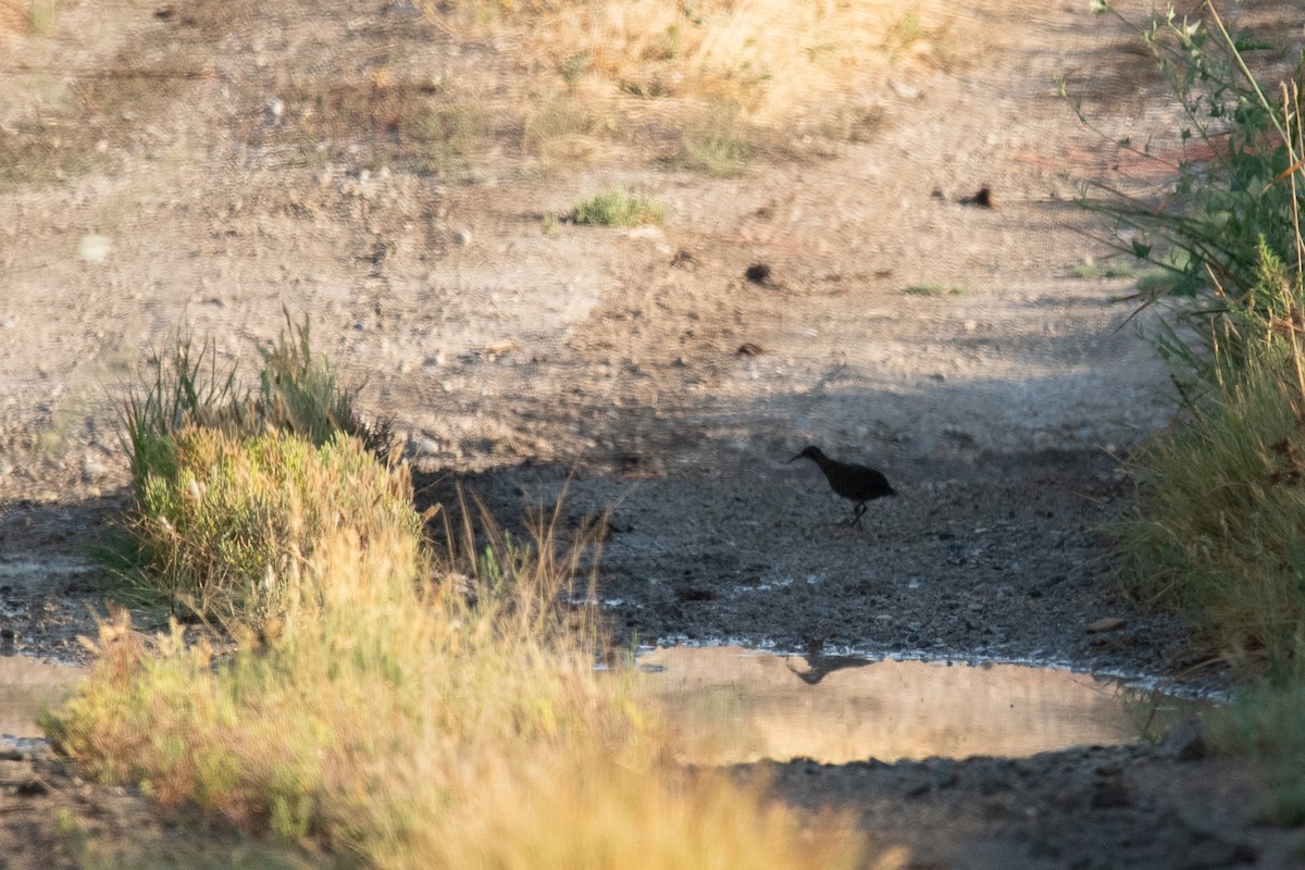 Virginia Rail - ML640717979