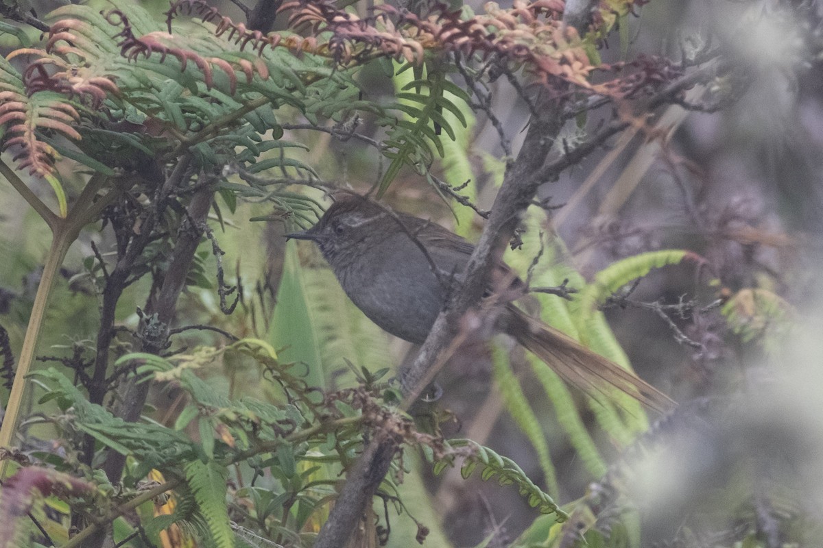 Puna Thistletail - ML640717985