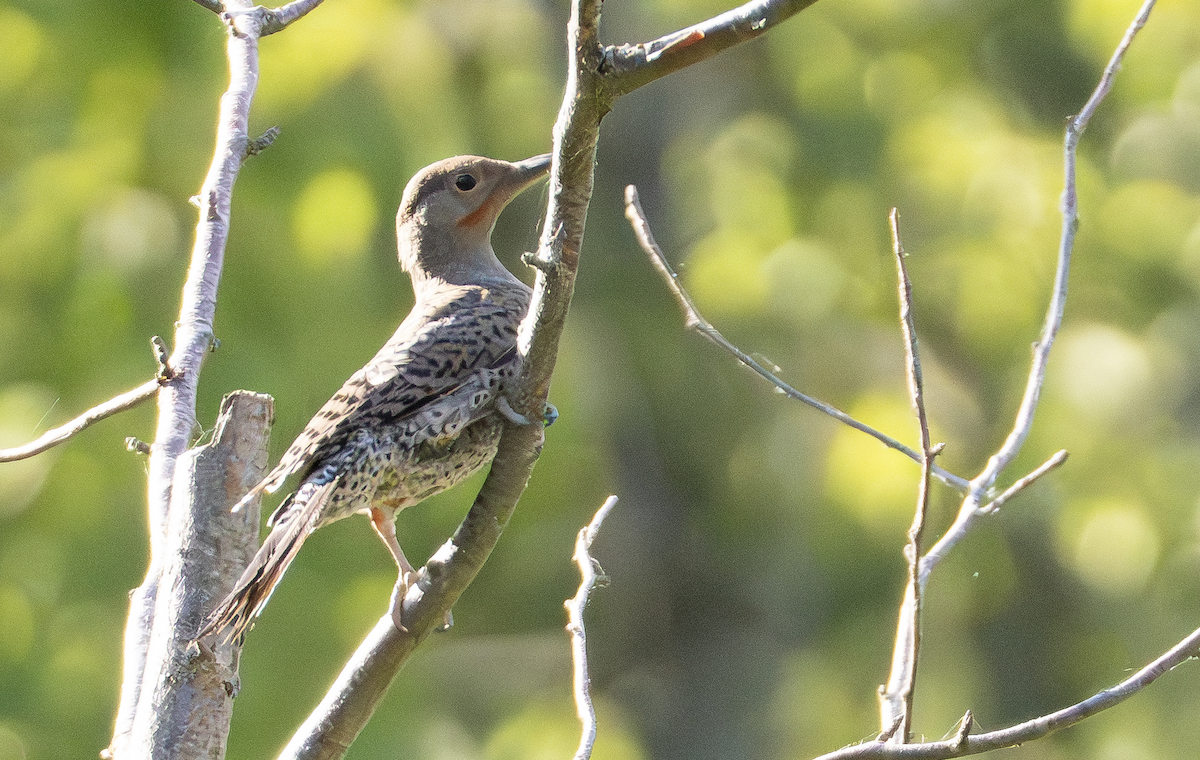 Northern Flicker (Red-shafted) - ML640718057