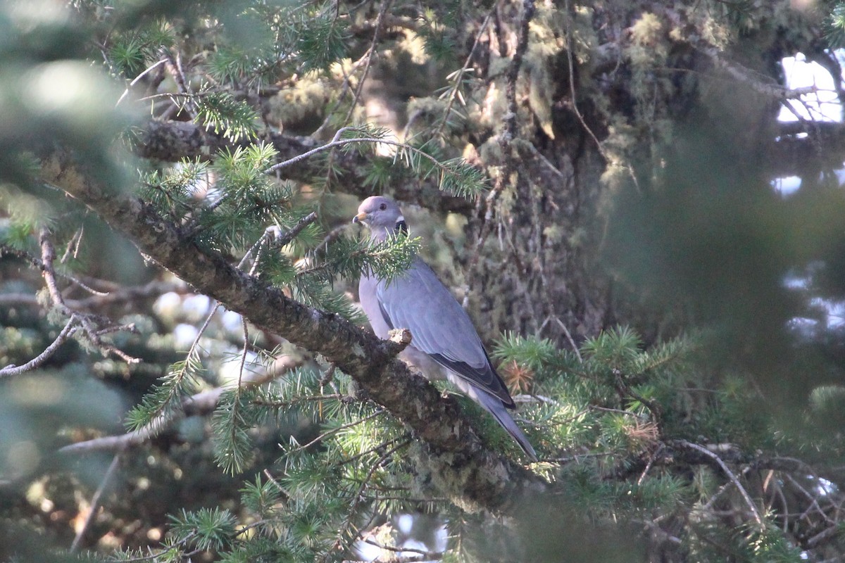bånddue - ML640718116