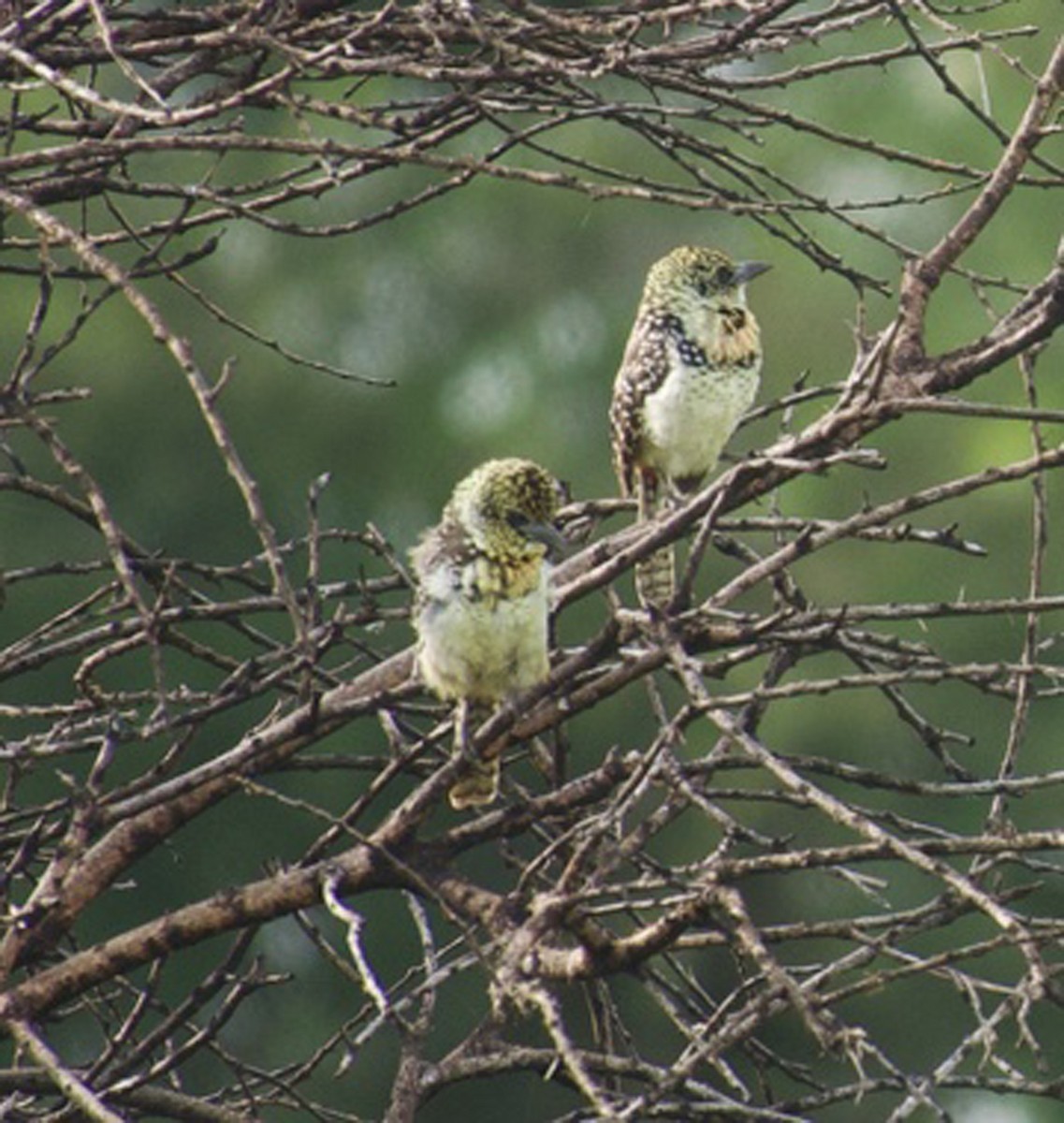 D'Arnaud's Barbet (Usambiro) - ML640718177