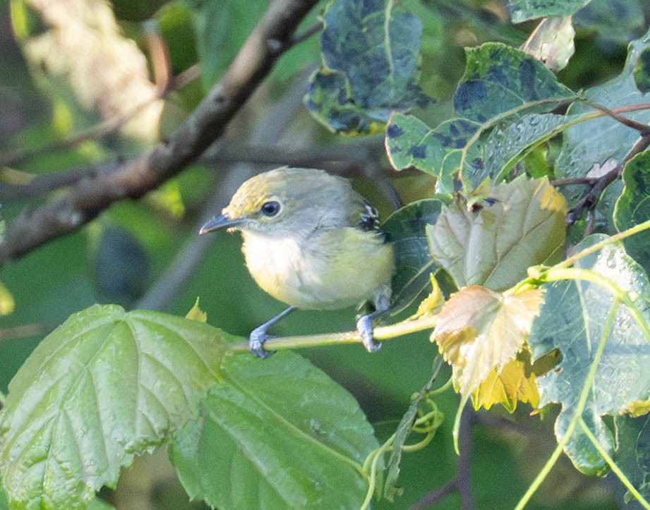 Viréo aux yeux blancs - ML640718180