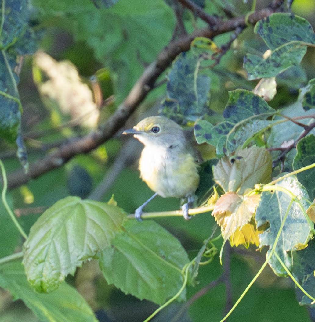 Viréo aux yeux blancs - ML640718181