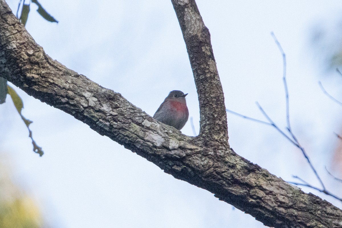 Rose Robin - ML640718212