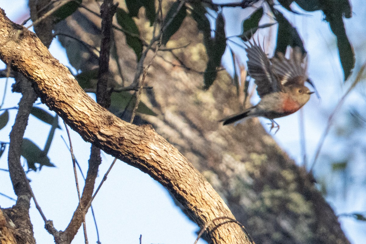 Rose Robin - ML640718213