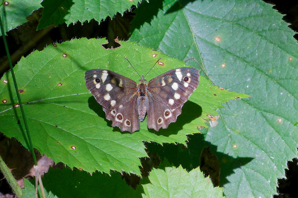 Speckled Wood - ML640718253