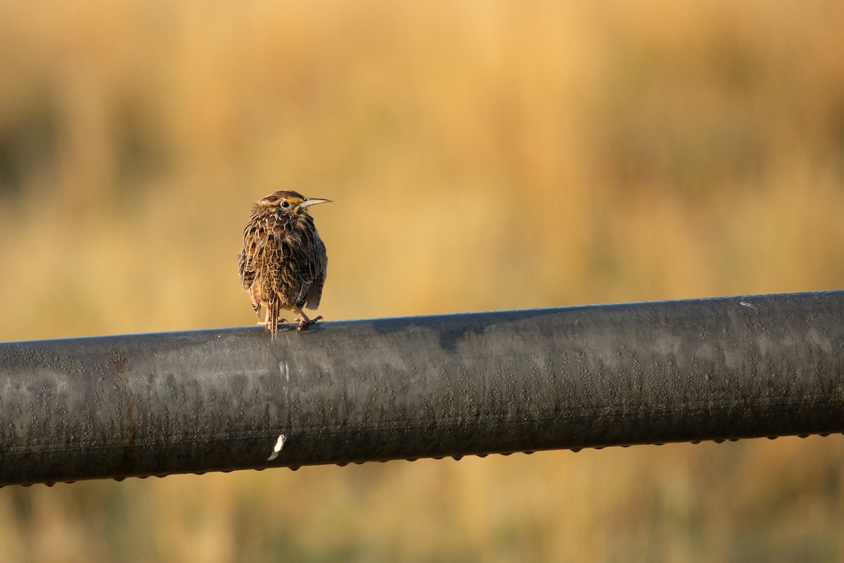 Western Meadowlark - ML640718281