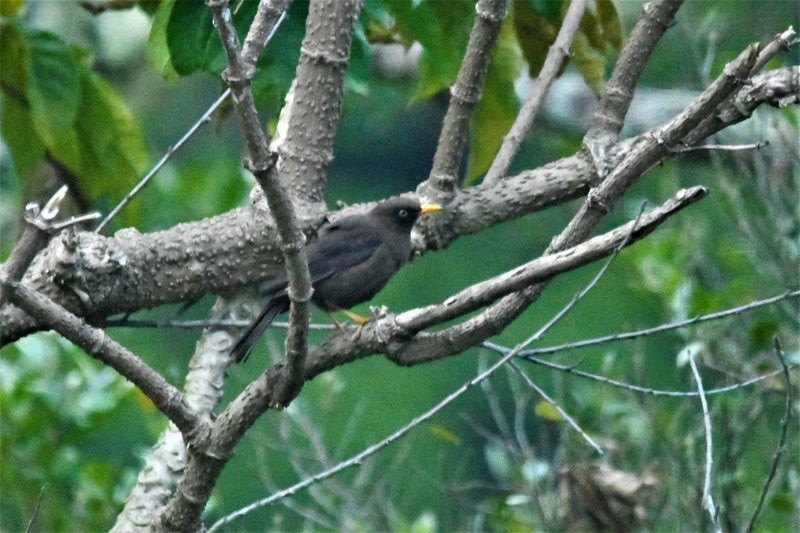 Sooty Thrush - ML640718287