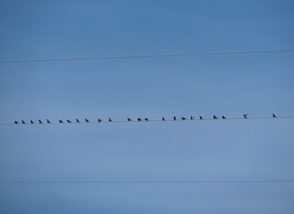 Tree Swallow - ML640718305
