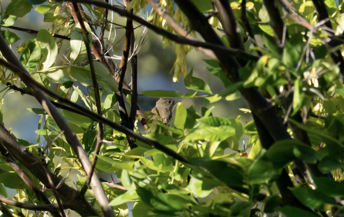 Willow Flycatcher - ML640718358