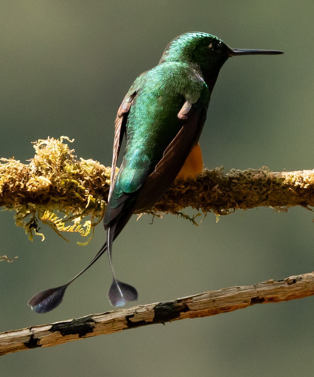 Rufous-booted Racket-tail - ML640718380