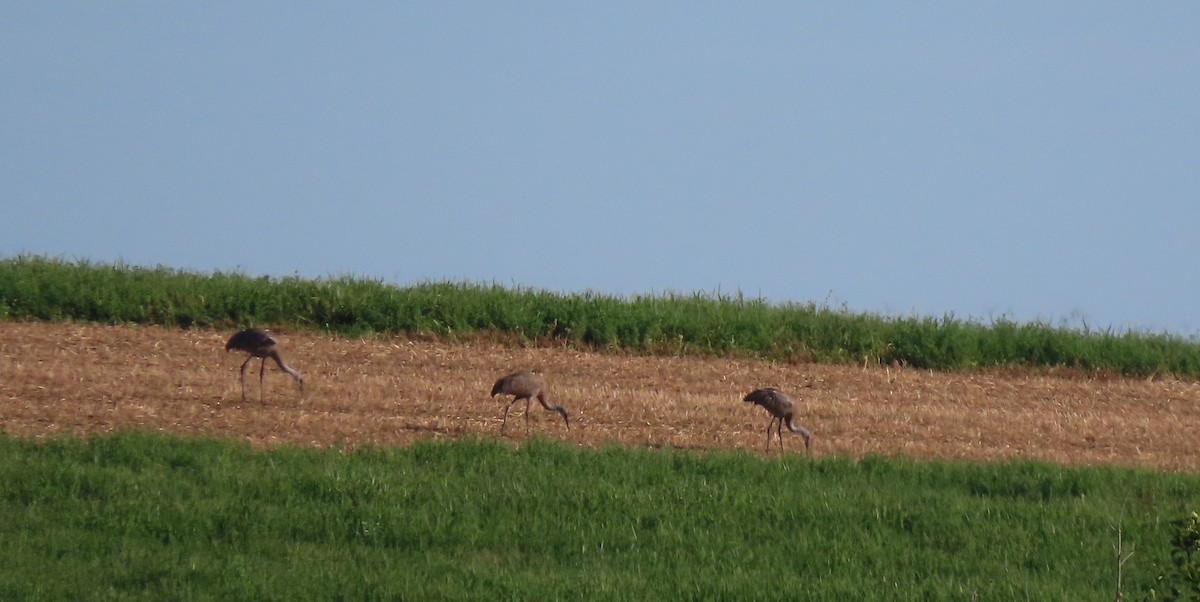 Sandhill Crane - ML640718451