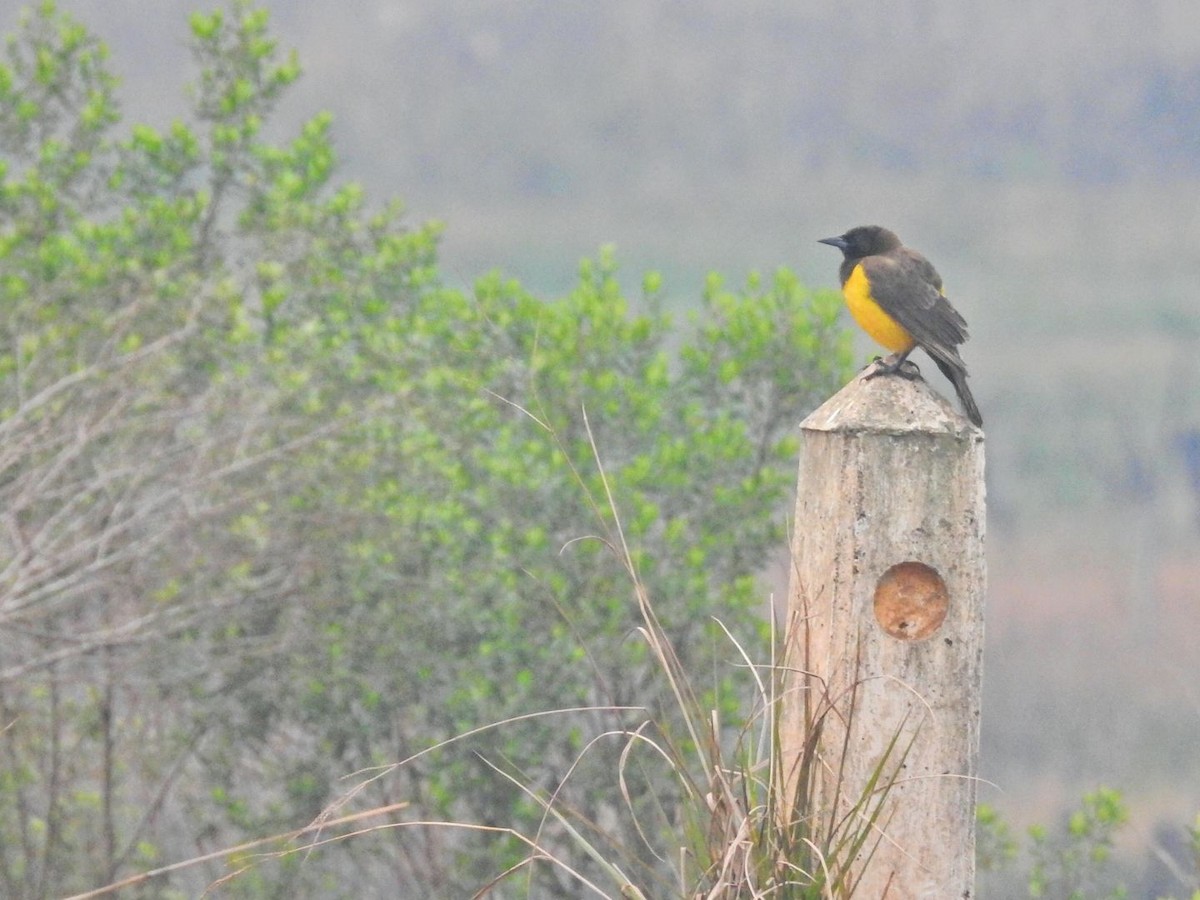 Yellow-rumped Marshbird - ML640718466