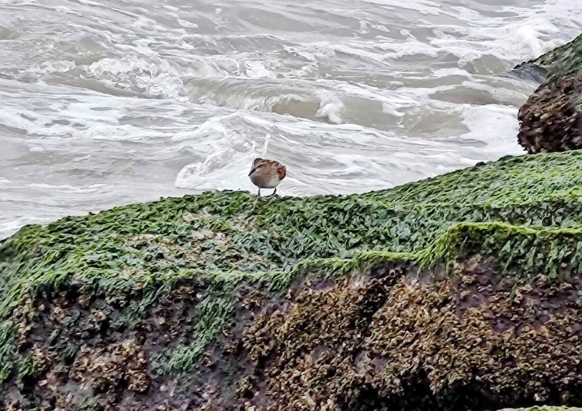 Semipalmated Sandpiper - ML640718503
