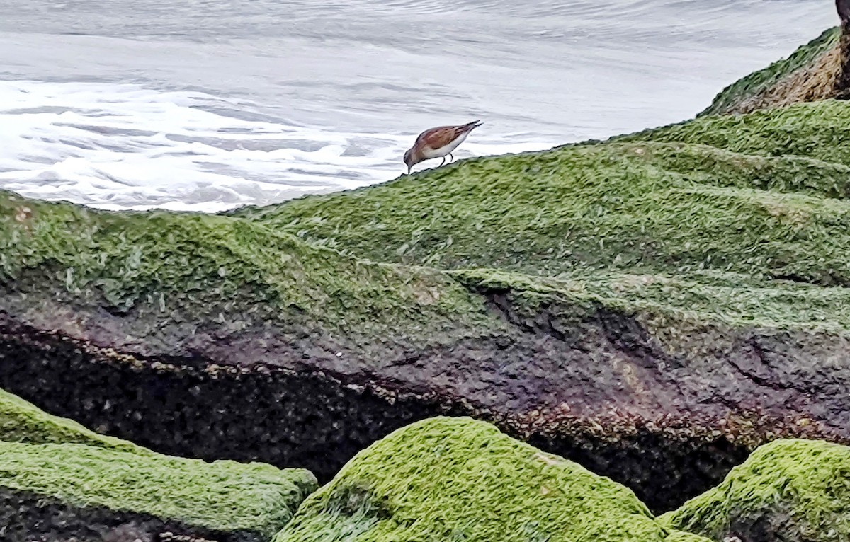 Semipalmated Sandpiper - ML640718504