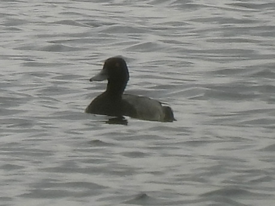 Greater/Lesser Scaup - ML640718516