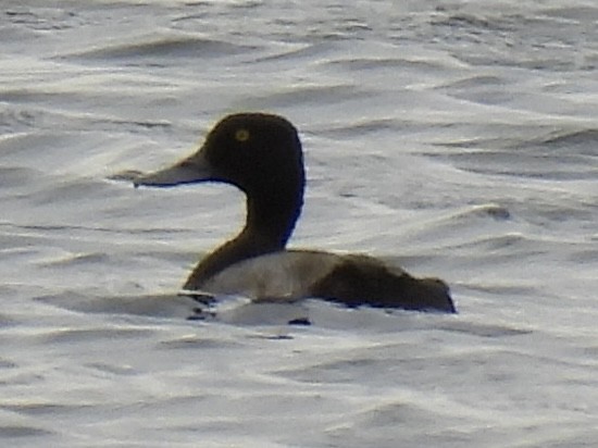 Greater/Lesser Scaup - ML640718517
