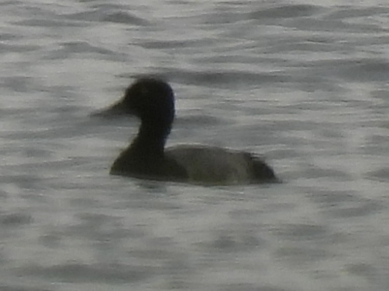 Greater/Lesser Scaup - ML640718518