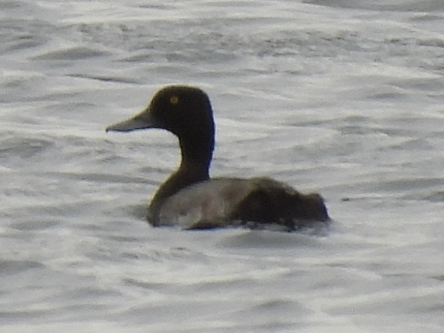 Greater/Lesser Scaup - ML640718520