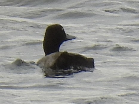 Greater/Lesser Scaup - ML640718521