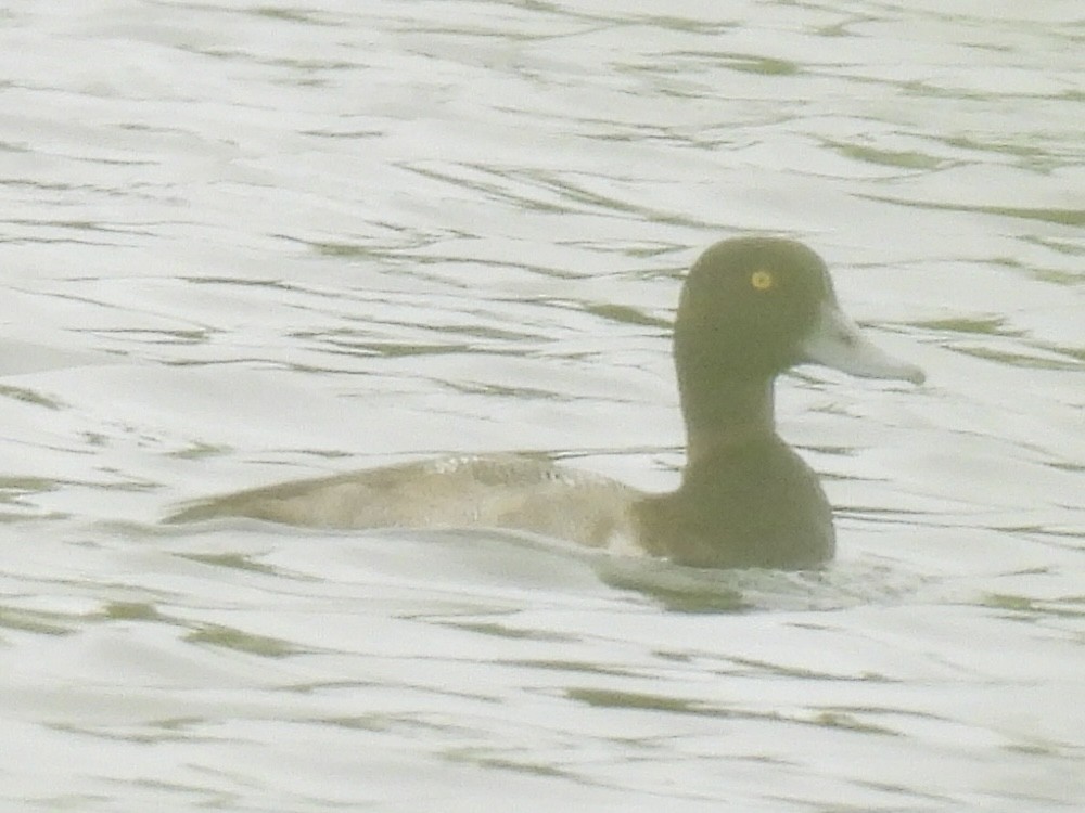 Greater/Lesser Scaup - ML640718522