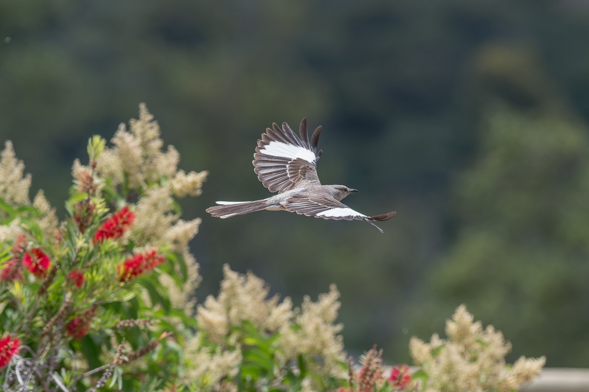 Northern Mockingbird - ML640718566