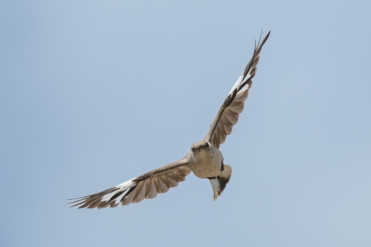 Northern Mockingbird - ML640718567