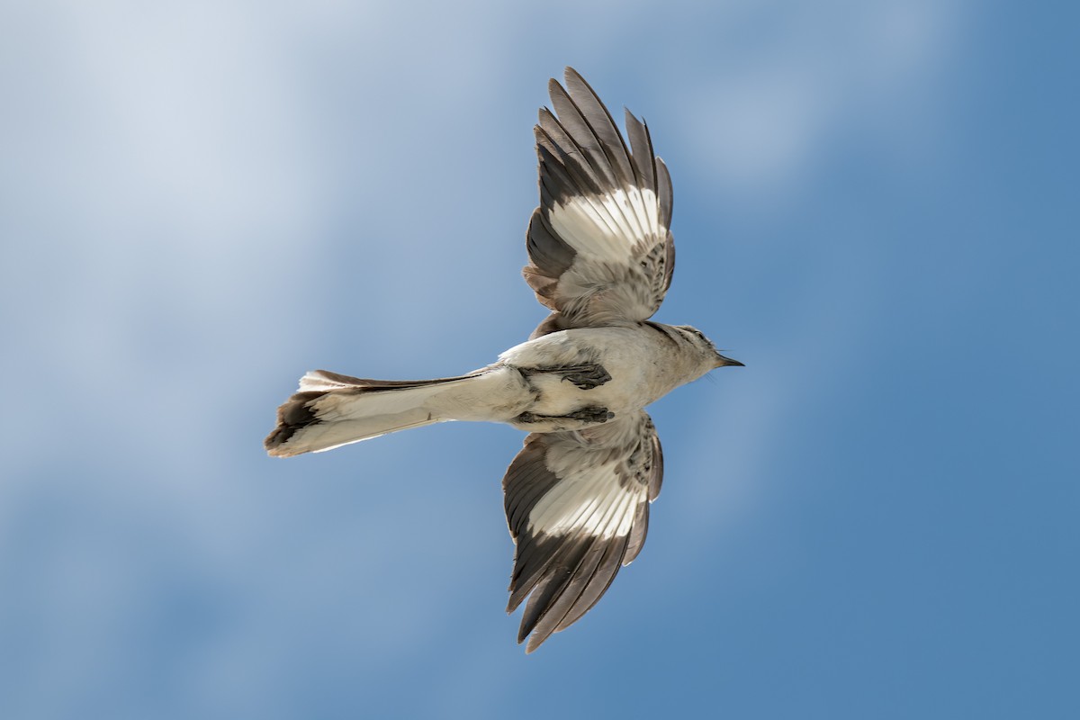 Northern Mockingbird - ML640718568